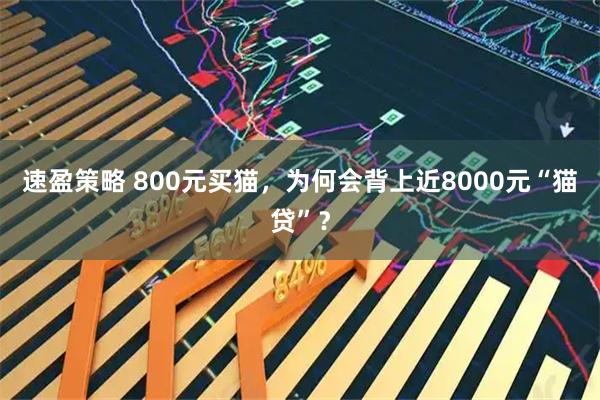 速盈策略 800元买猫，为何会背上近8000元“猫贷”？